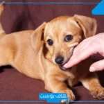 تفسير حلم العض في المنام من شخص معروف عند ابن سيرين