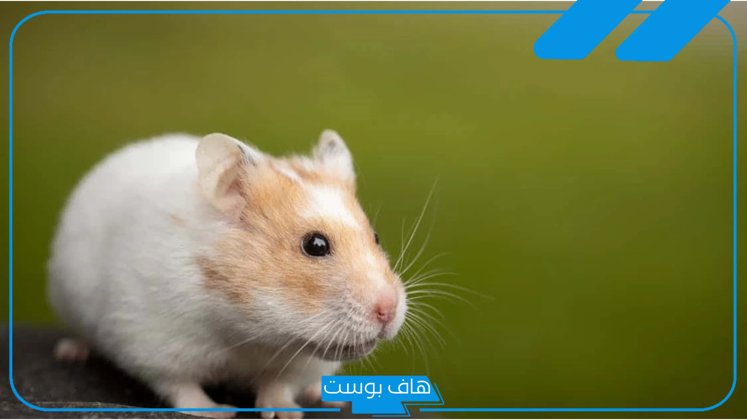 تفسير حلم رؤية الفئران الصغيرة في المنام وقتلها للعالم ابن سيرين تفسير حلم رؤية الفئران الصغيرة في المنام وقتلها للعالم ابن سيرين