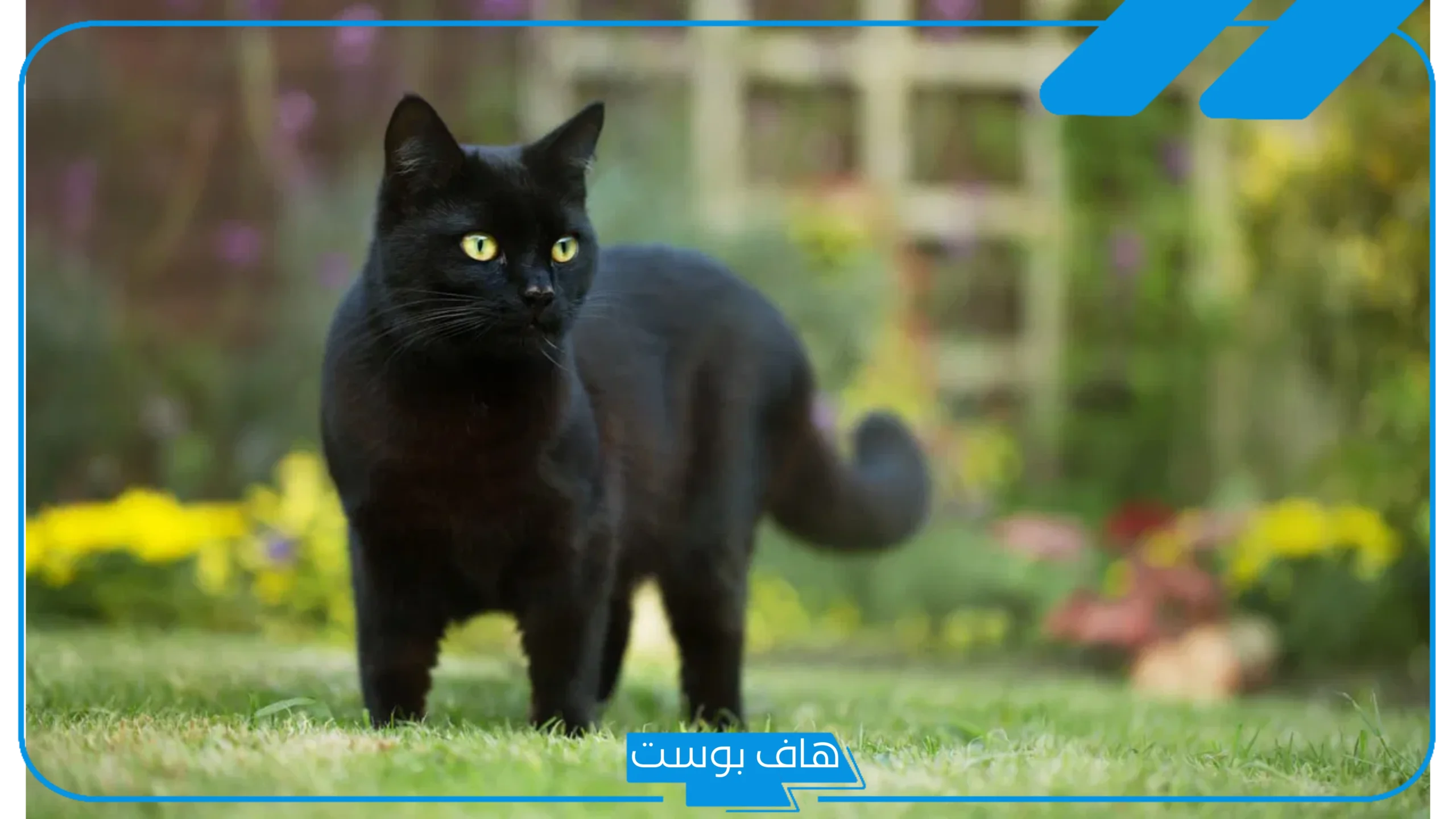 تفسير حلم رؤية القط الاسود في المنام يهاجم والخوف منه لابن سيرين