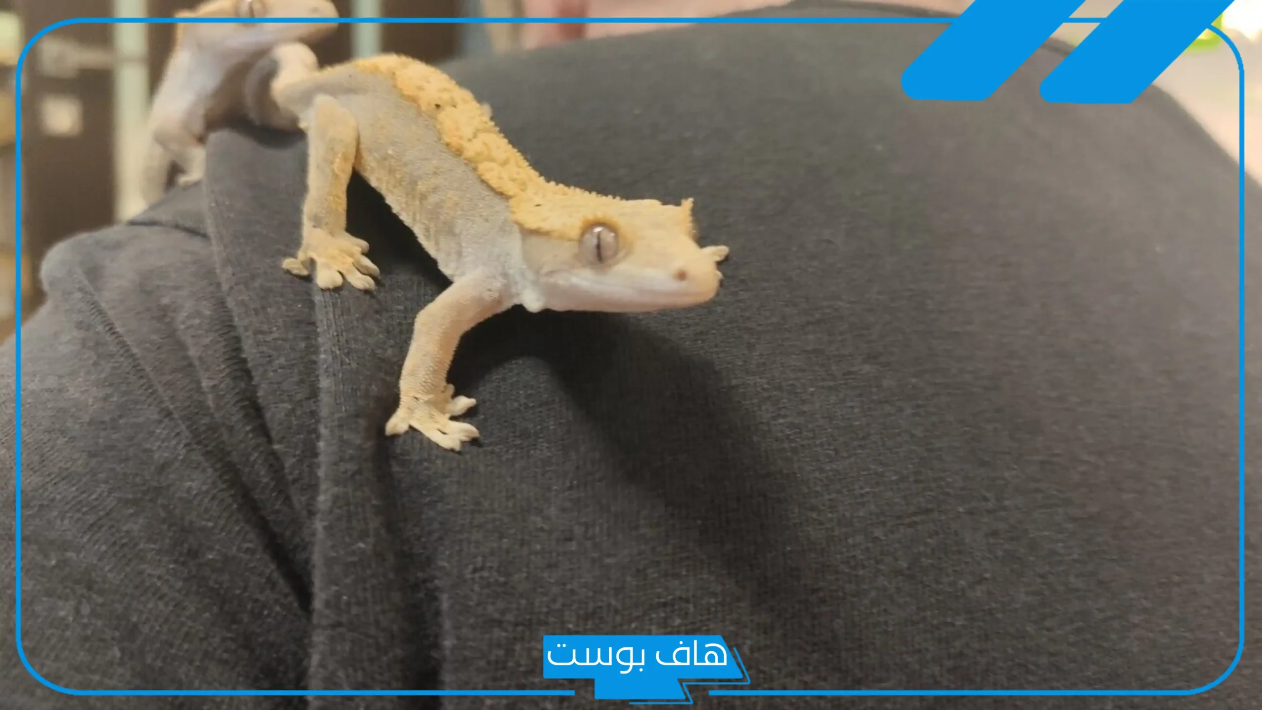 تفسير حلم الوزغ في المنام للمرأة المتزوجة والعزباء للعالم ابن سيرين