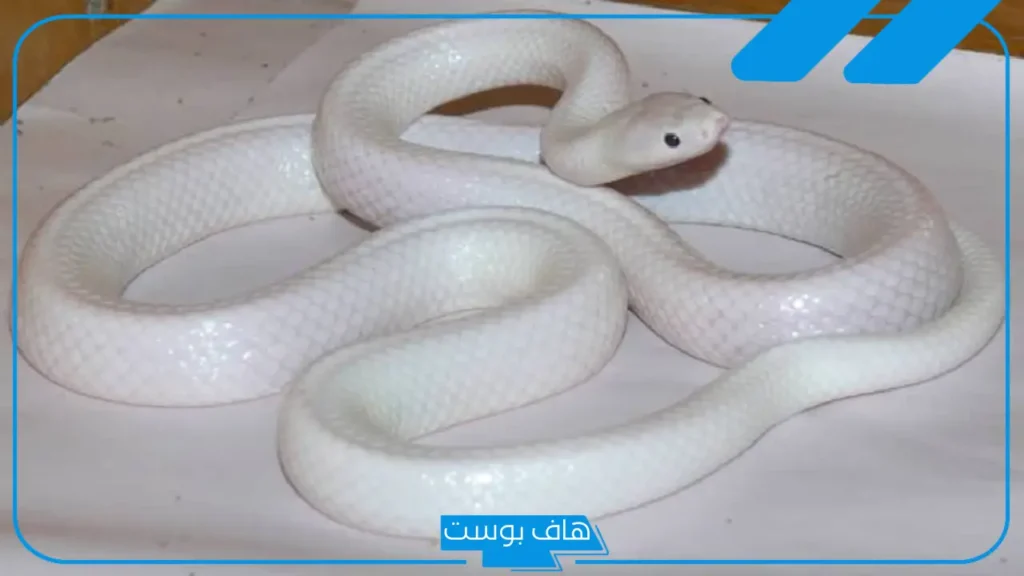 تفسير حلم ثعبان ابيض في المنام لابن سيرين وقتله للمرأة المتزوجة