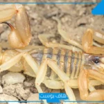 تفسير حلم عقرب صفراء للعزباء لابن سيرين في المنام للرجل
