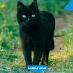 تفسير حلم رؤية القط الاسود في المنام يهاجم والخوف منه لابن سيرين