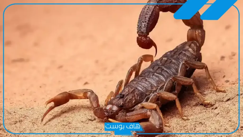 تفسير رؤية العقرب في المنام لابن سيرين للعزباء والمطلقة وعلاقته بالسحر