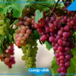 تفسير حلم رؤية العنب في المنام للعزباء والمتزوجة للعالم ابن سيرين