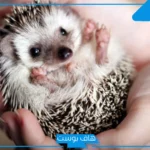 تفسير حلم رؤية القنفذ في المنام للمرأة والرجل والمسحور لابن سيرين