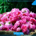 تفسير حلم رؤية الورد الاصفر في المنام للمطلقة والمتزوجة والعزباء