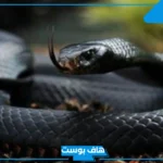 تفسير حلم ثعبان اسود في المنام للرجل والعزباء والهروب منه