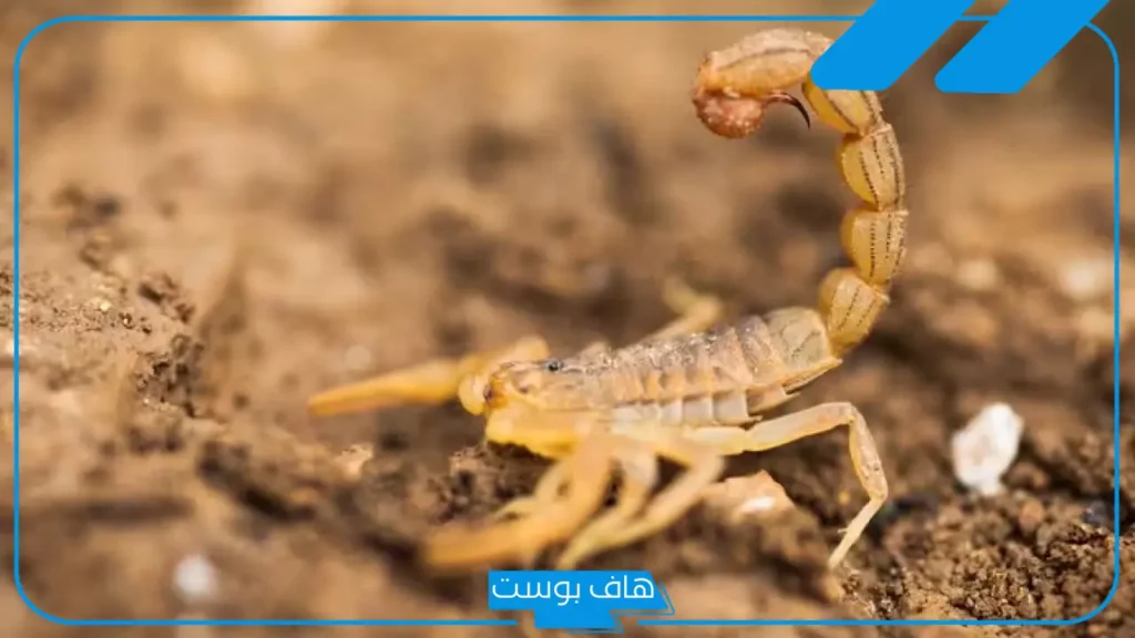 تفسير حلم عقرب صفراء للعزباء لابن سيرين في المنام للرجل