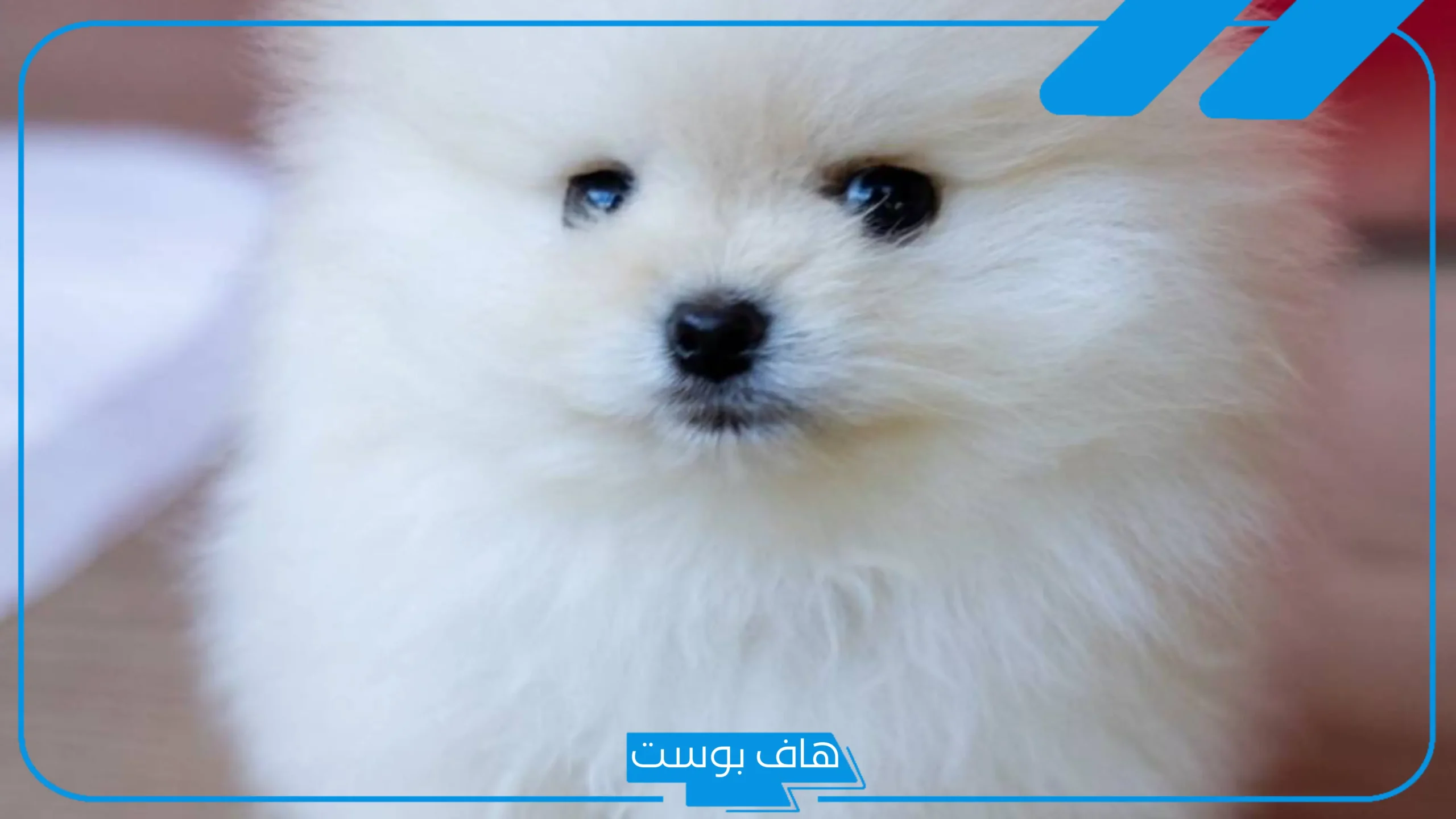 تفسير حلم رؤية كلب صغير ابيض في المنام واللعب معه لابن سيرين