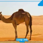 ركوب الجمل في المنام للرجل المتزوج والمرأة المتزوجة في المنام لابن سيرين