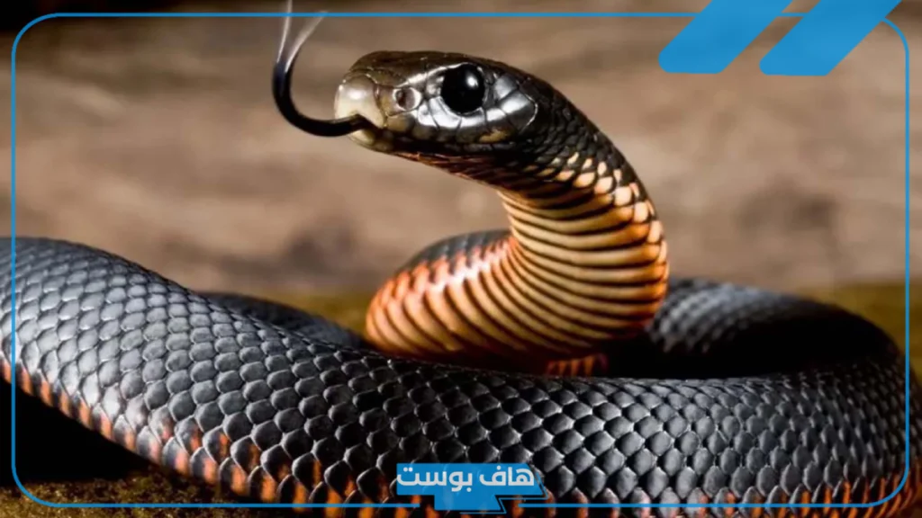 تفسير حلم رؤية افعى كبيرة في المنام والخوف منها لابن سيرين تفسير حلم رؤية افعى كبيرة في المنام والخوف منها لابن سيرين