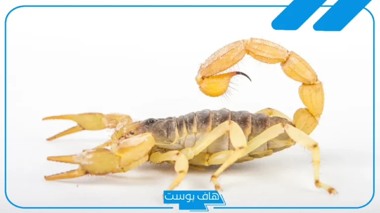 تفسير العقرب الصفراء في المنام وقتله للمرأة المتزوجة لابن سيرين