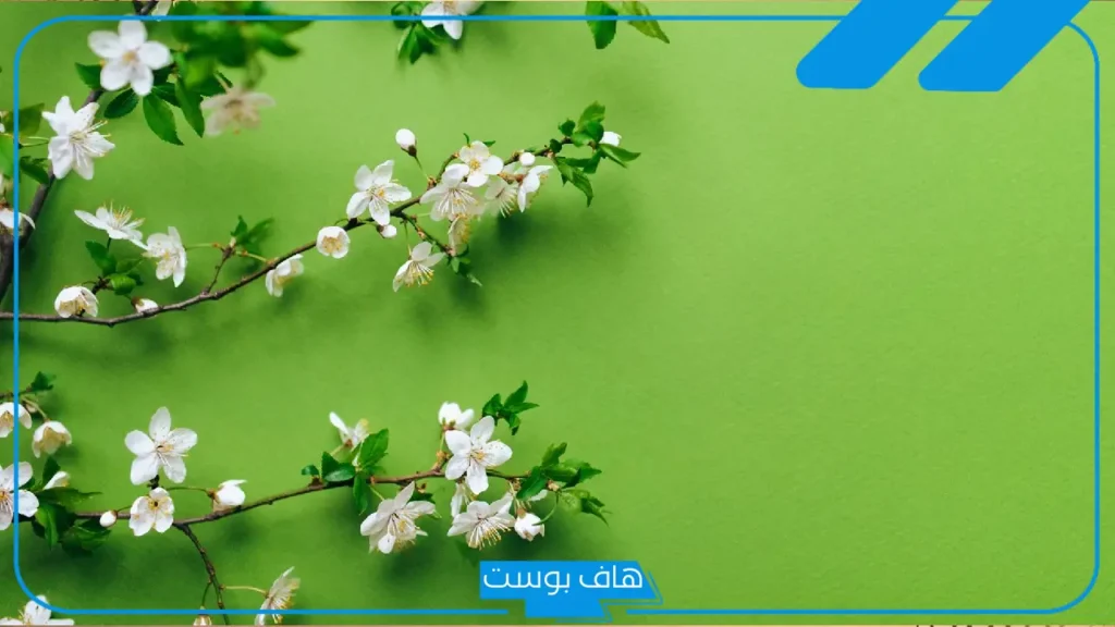 ما هي دلالة اللون الأخضر؟ سمات محبي اللون الأخضر