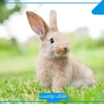 تفسير حلم الارنب في المنام للرجل المتزوج والأعزب للعالم ابن سيرين