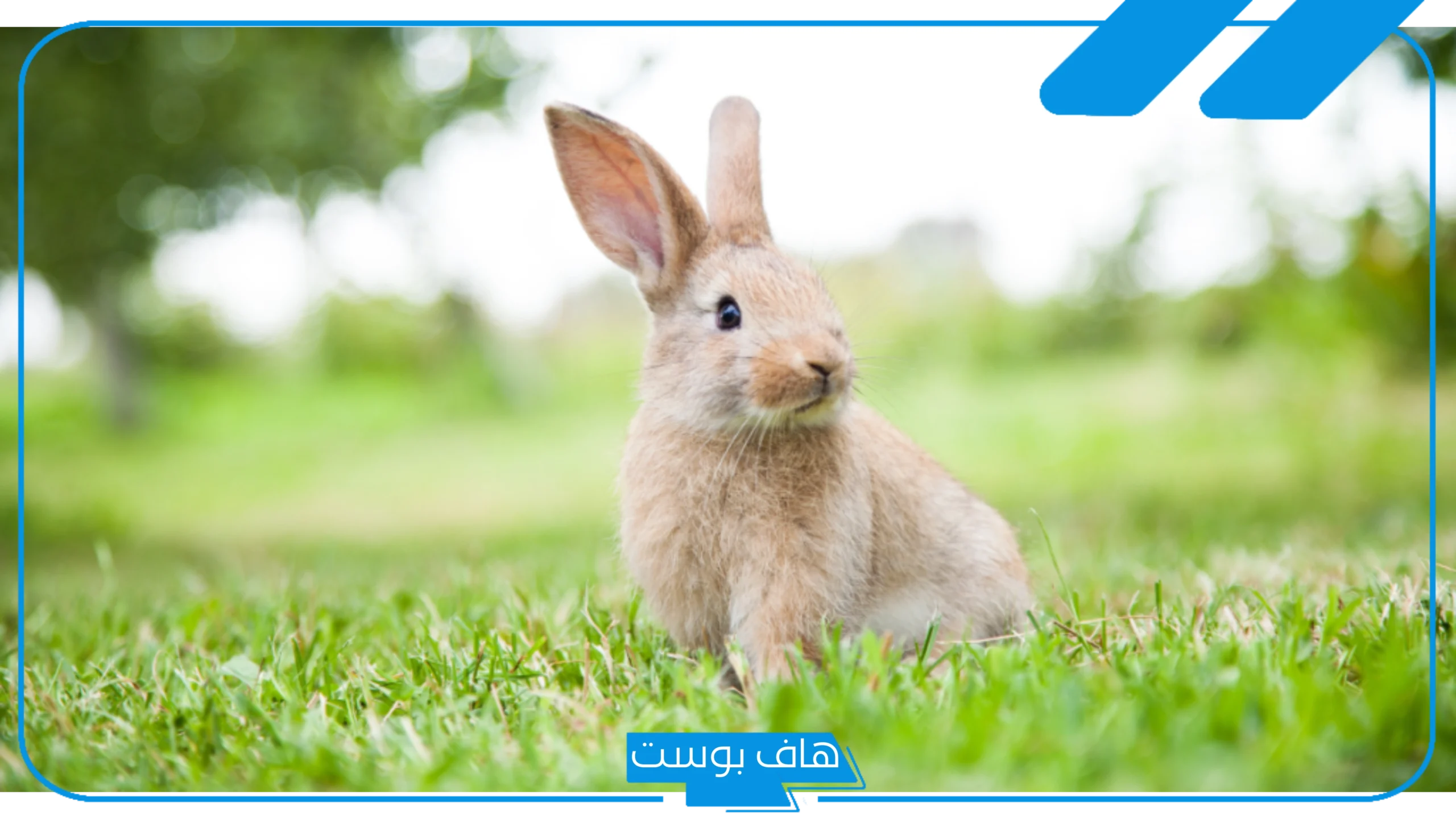 تفسير رؤية الارانب فى الحلم كثيرة للمرأة الحامل والمتزوجة لابن سيرين