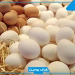 تفسير رؤية البيض الكثير في المنام لابن سيرين للعزباء والمتزوجة والحامل