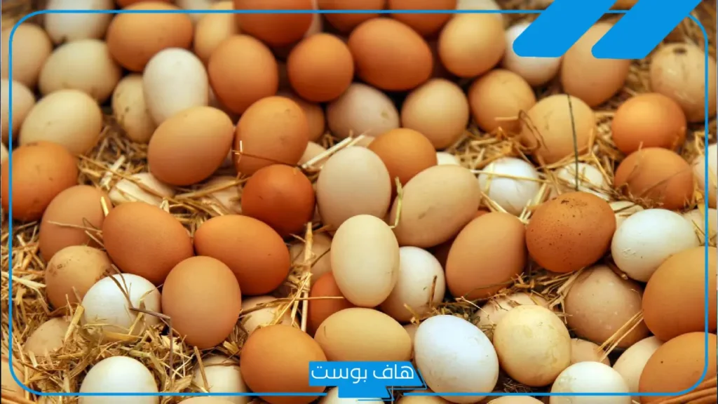 تفسير رؤية البيض في المنام للعزباء مكسور أو مقلي لابن سيرين 
