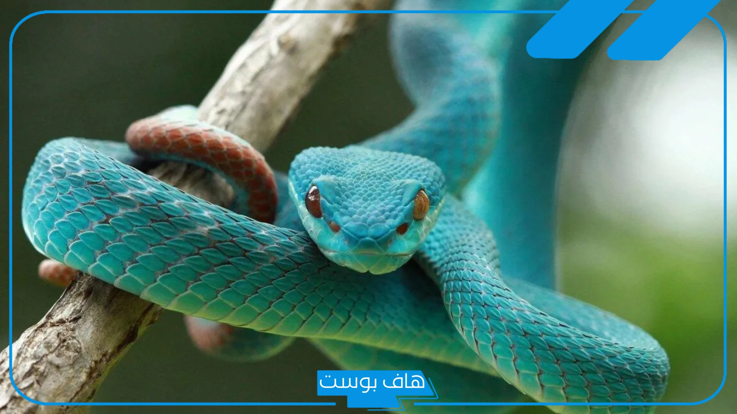 تفسير حلم الثعبان الازرق في المنام للرجل وقتله للعالم ابن سيرين تفسير حلم الثعبان الازرق في المنام للرجل وقتله للعالم ابن سيرين