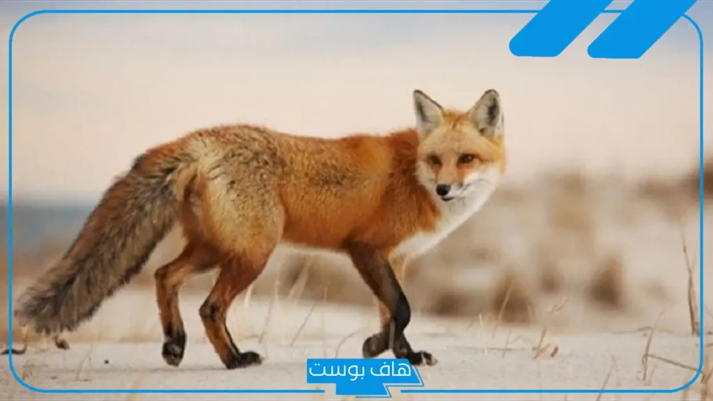 تفسير حلم رؤية طرد الثعلب في المنام لابن سيرين للمرأة المتزوجة والعزباء تفسير حلم رؤية طرد الثعلب في المنام لابن سيرين للمرأة المتزوجة والعزباء