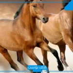 تفسير حلم رؤية الخيل في المنام للعزباء يركض وركوبه لابن سيرين