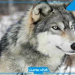 تفسير رؤية حلم الذئب وهجومه في المنام لكبار المفسرين للمتزوجة