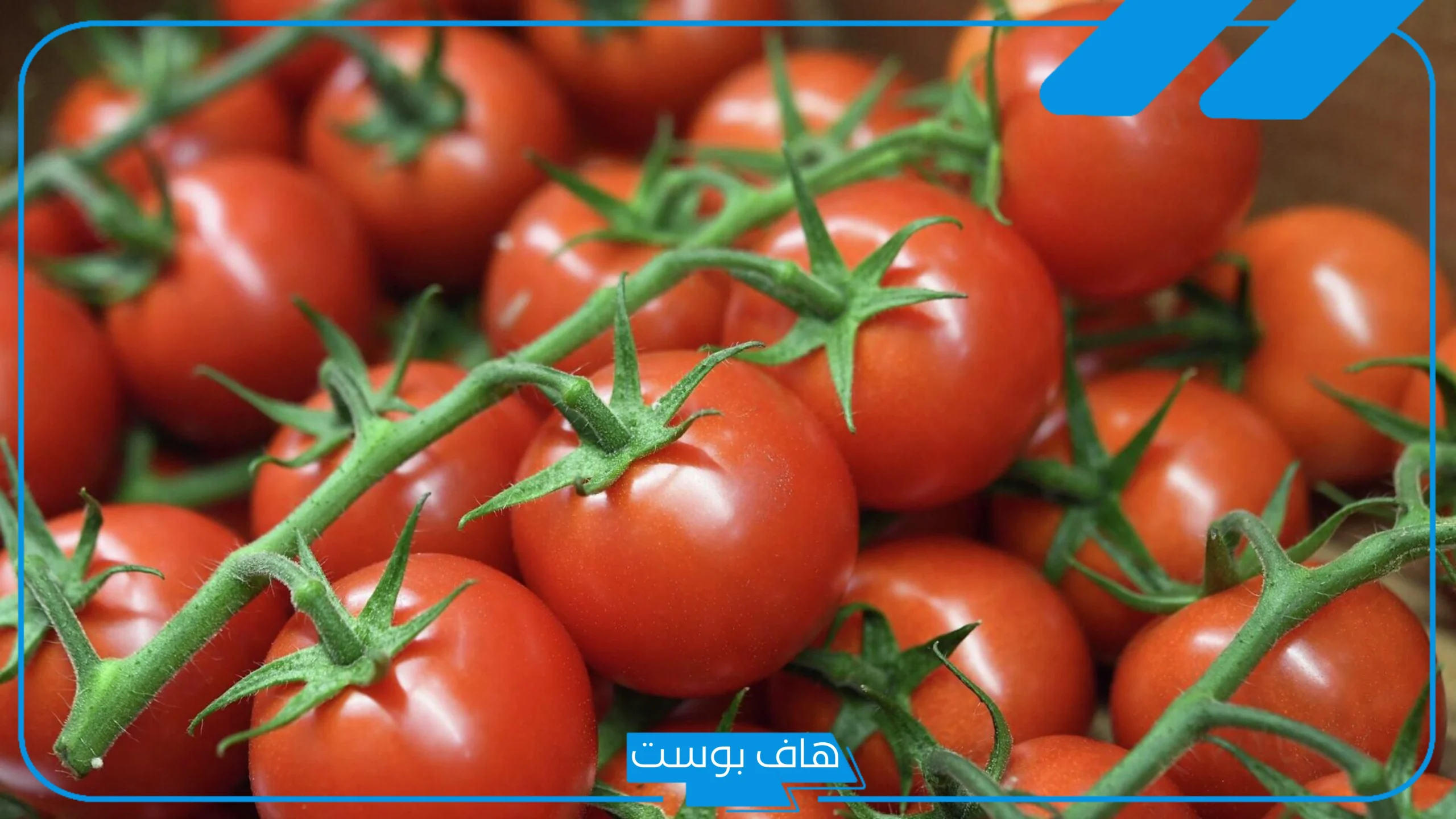 تفسير حلم رؤية الطماطم في المنام للعزباء وتقطيعها عند ابن سيرين تفسير حلم رؤية الطماطم في المنام للعزباء وتقطيعها عند ابن سيرين