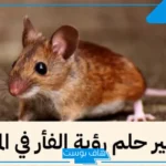 تفسير حلم رؤية الفئران الصغيرة في المنام وقتلها للعالم ابن سيرين