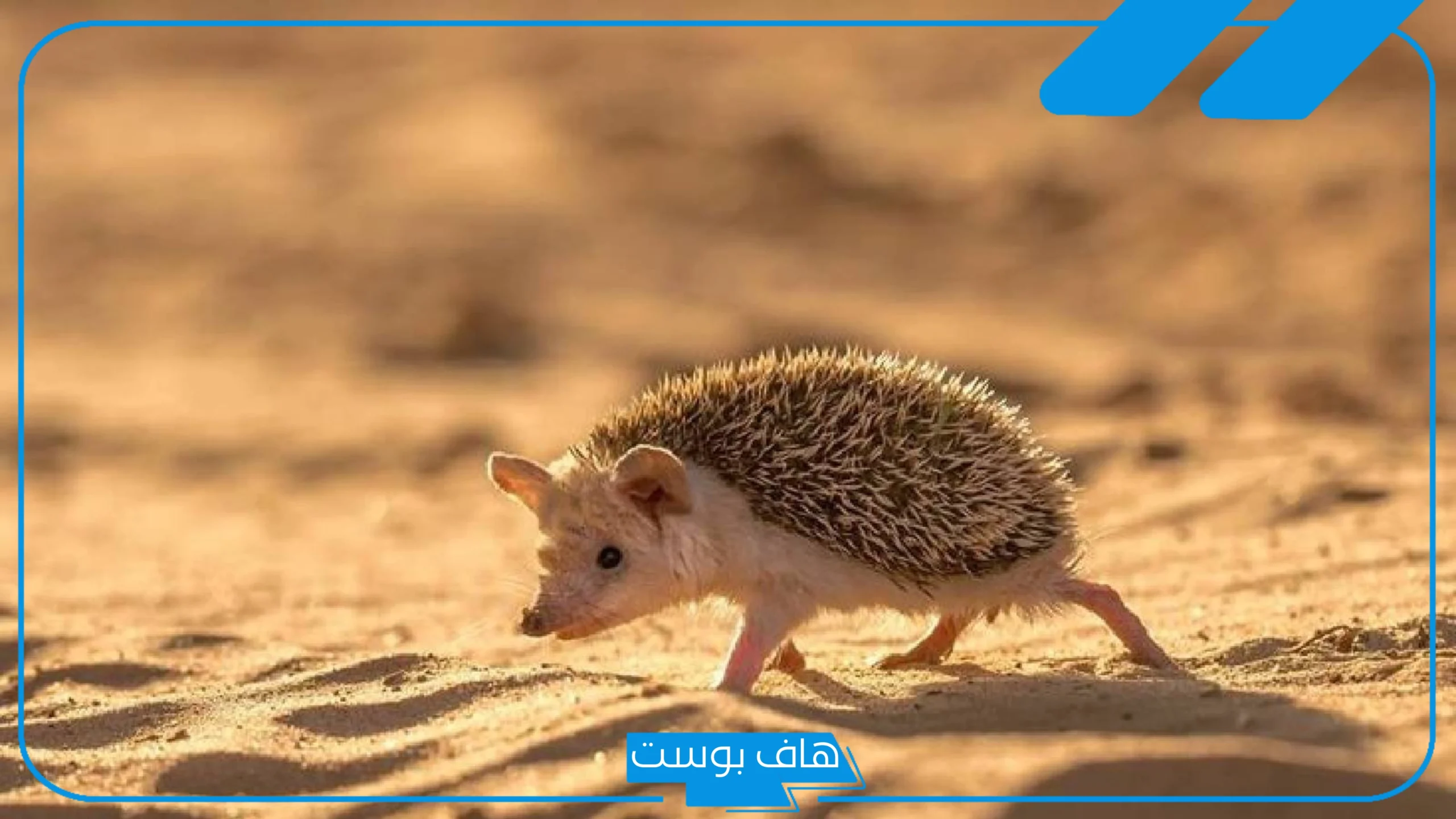 تفسير حلم رؤية القنفذ في المنام للمرأة والرجل والمسحور لابن سيرين تفسير حلم رؤية القنفذ في المنام للمرأة والرجل والمسحور لابن سيرين