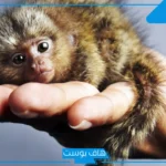 تفسير القرد في المنام للرجل والمرأة المتزوجة وهل يدل على قدوم الخير؟