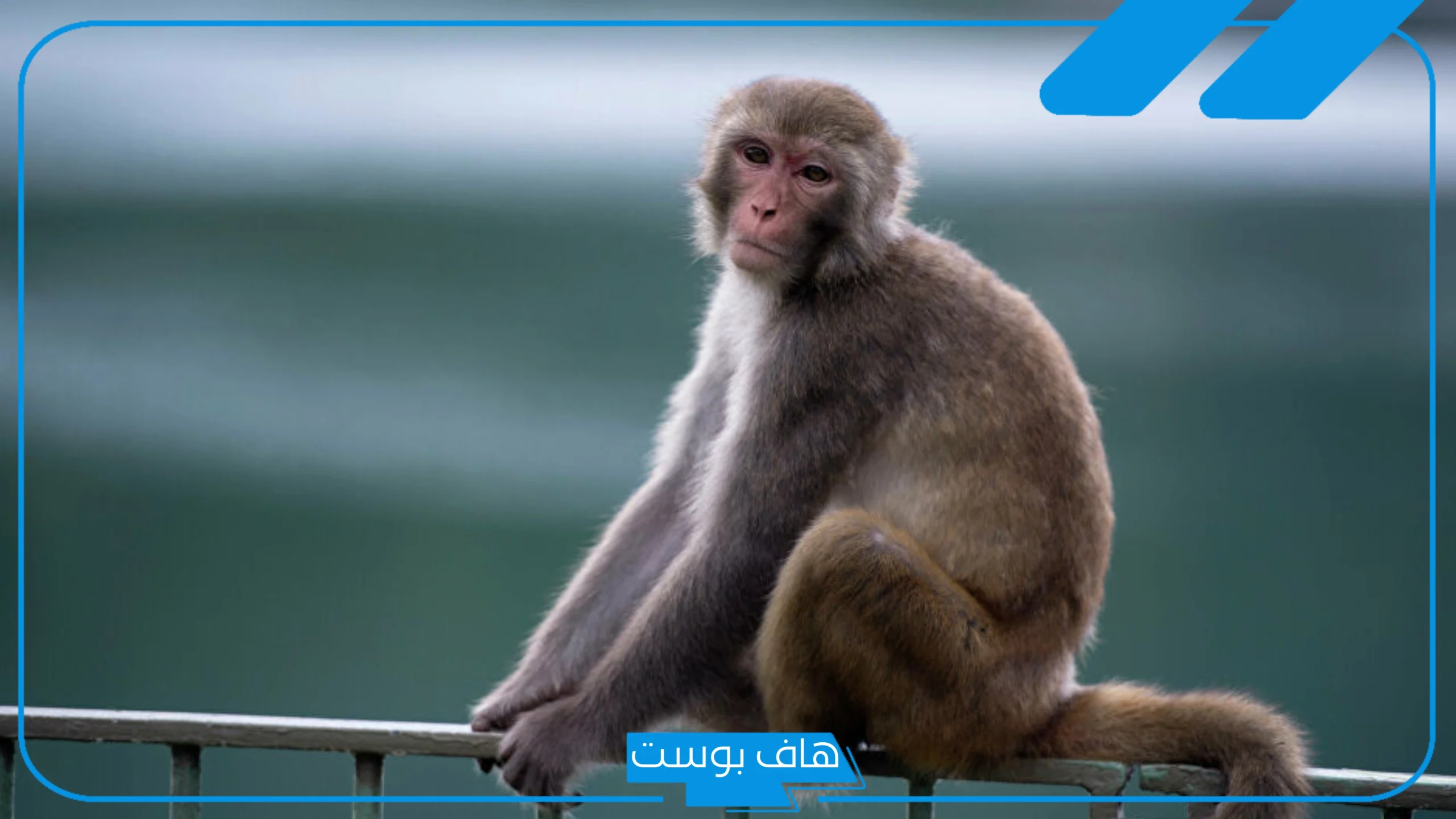 تفسير حلم رؤية القرد في المنام للمتزوجة والمرأة العزباء والهجوم لابن سيرين