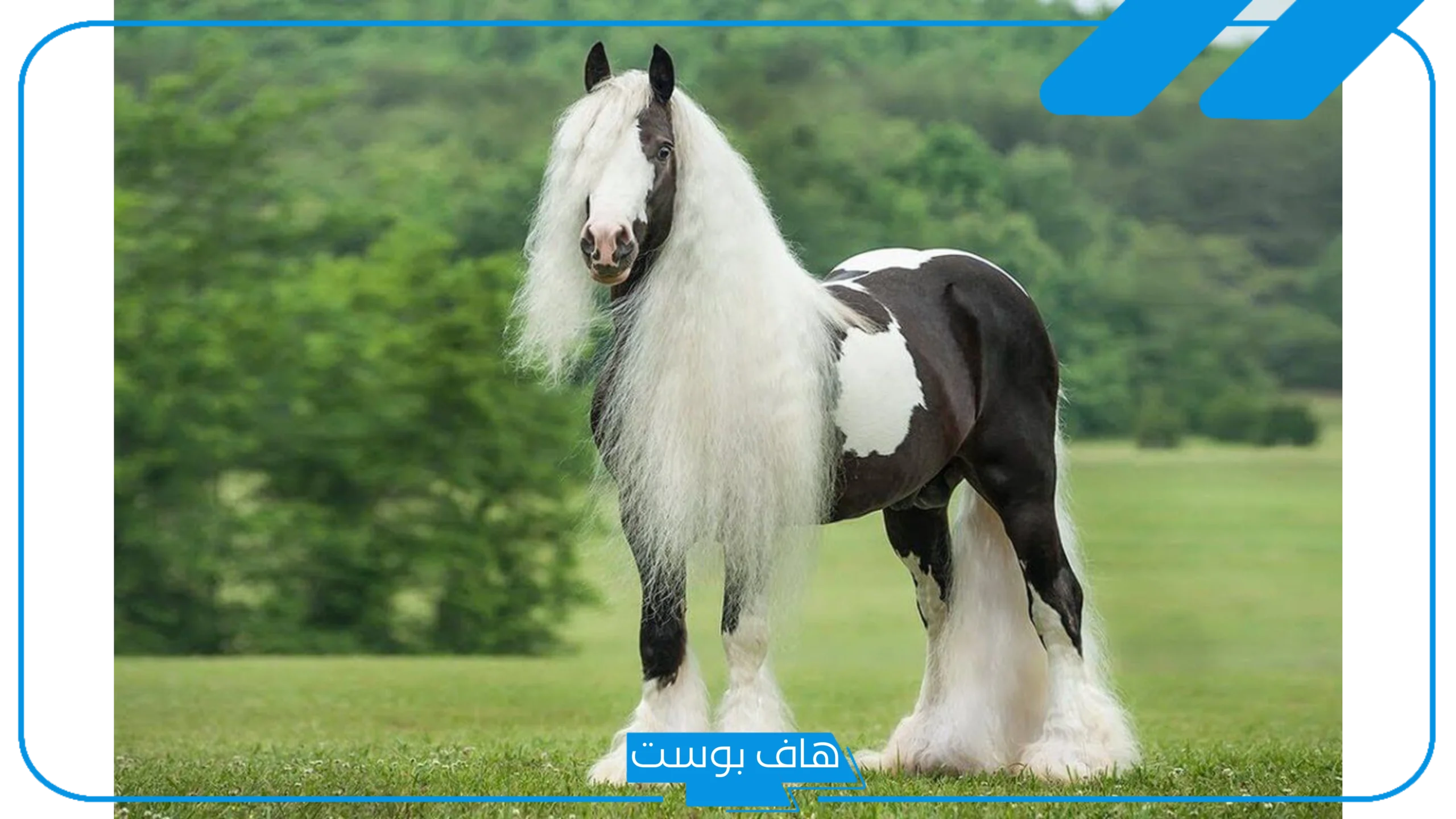 تفسير حلم الخيل الابيض في المنام ورمز الحصان للعالم ابن سيرين للعزباء تفسير حلم الخيل الابيض في المنام ورمز الحصان للعالم ابن سيرين للعزباء