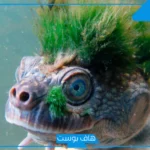 تفسير حلم رؤية حيوانات غريبة في المنام للمتزوجة والمطلقة