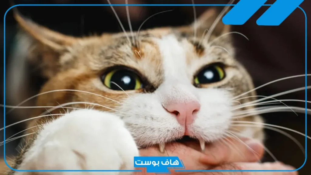 تفسير رؤية عضة القطة في المنام للرجل المتزوج والمرأة في اليد لابن سيرين تفسير رؤية عضة القطة في المنام للرجل المتزوج والمرأة في اليد لابن سيرين