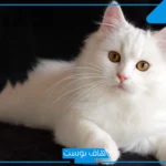 تفسير حلم رؤية القطة البيضاء في المنام للمرأة المتزوجة