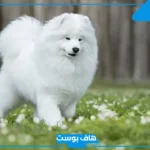 تفسير حلم رؤية كلب صغير ابيض في المنام واللعب معه لابن سيرين