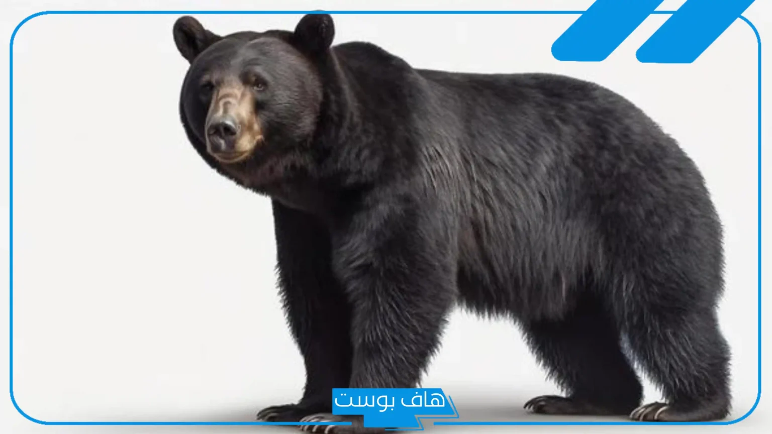 تفسير حلم الدب البني يطاردني للمتزوجة في المنام لابن سيرين