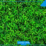 ما هي دلالة اللون الأخضر؟ سمات محبي اللون الأخضر