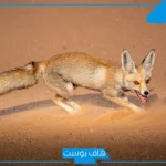 تفسير حلم رؤية طرد الثعلب في المنام لابن سيرين للمرأة المتزوجة والعزباء