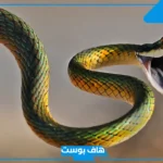 تفسير قرصة الثعبان في المنام للمرأة المتزوجة والعزباء