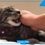 تفسير رؤية عضة القطة في المنام للرجل المتزوج والمرأة في اليد لابن سيرين