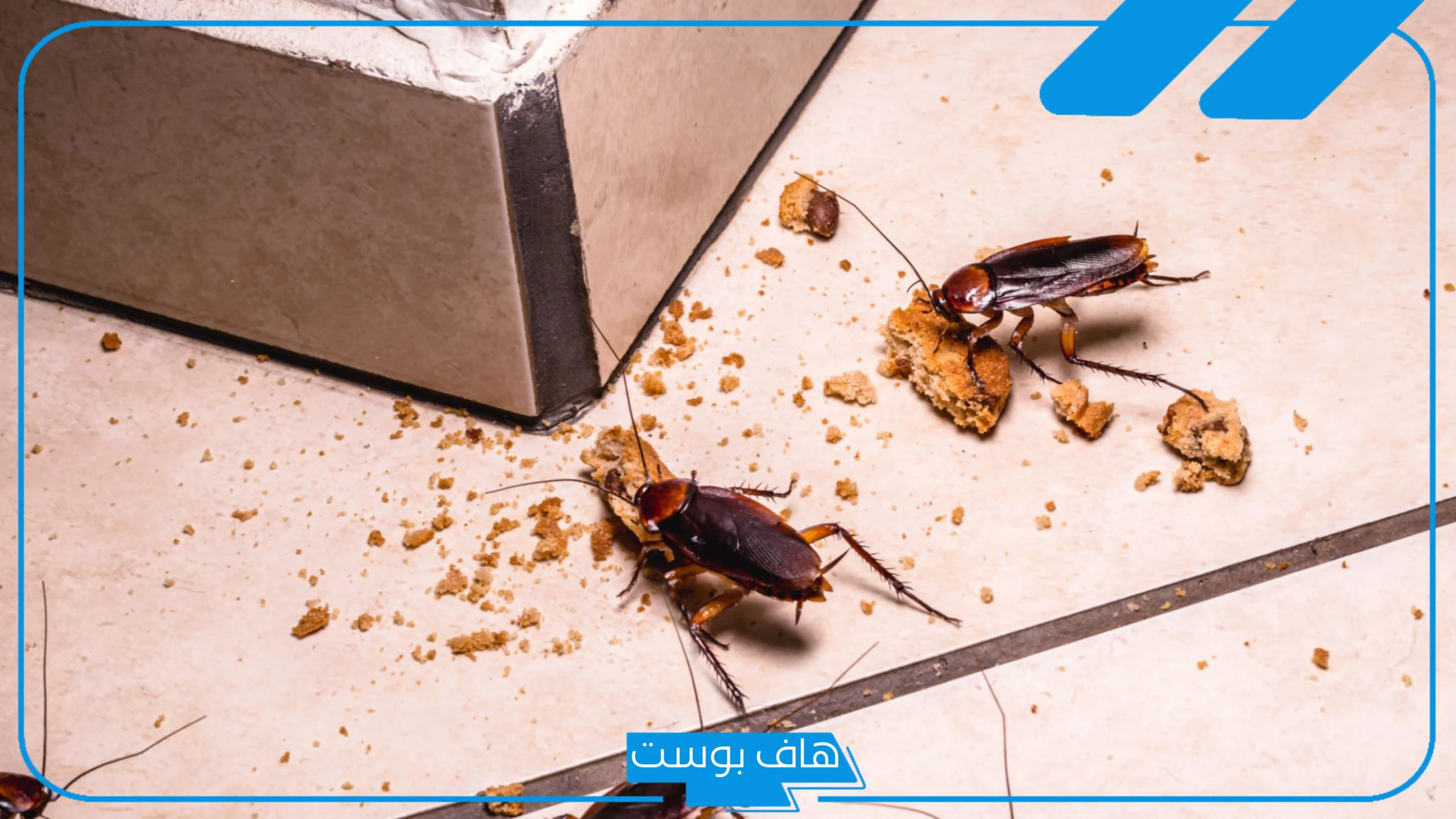 تفسير حلم رؤية الصرصور في المنام للمتزوجة والمرأة العزباء لابن سيرين