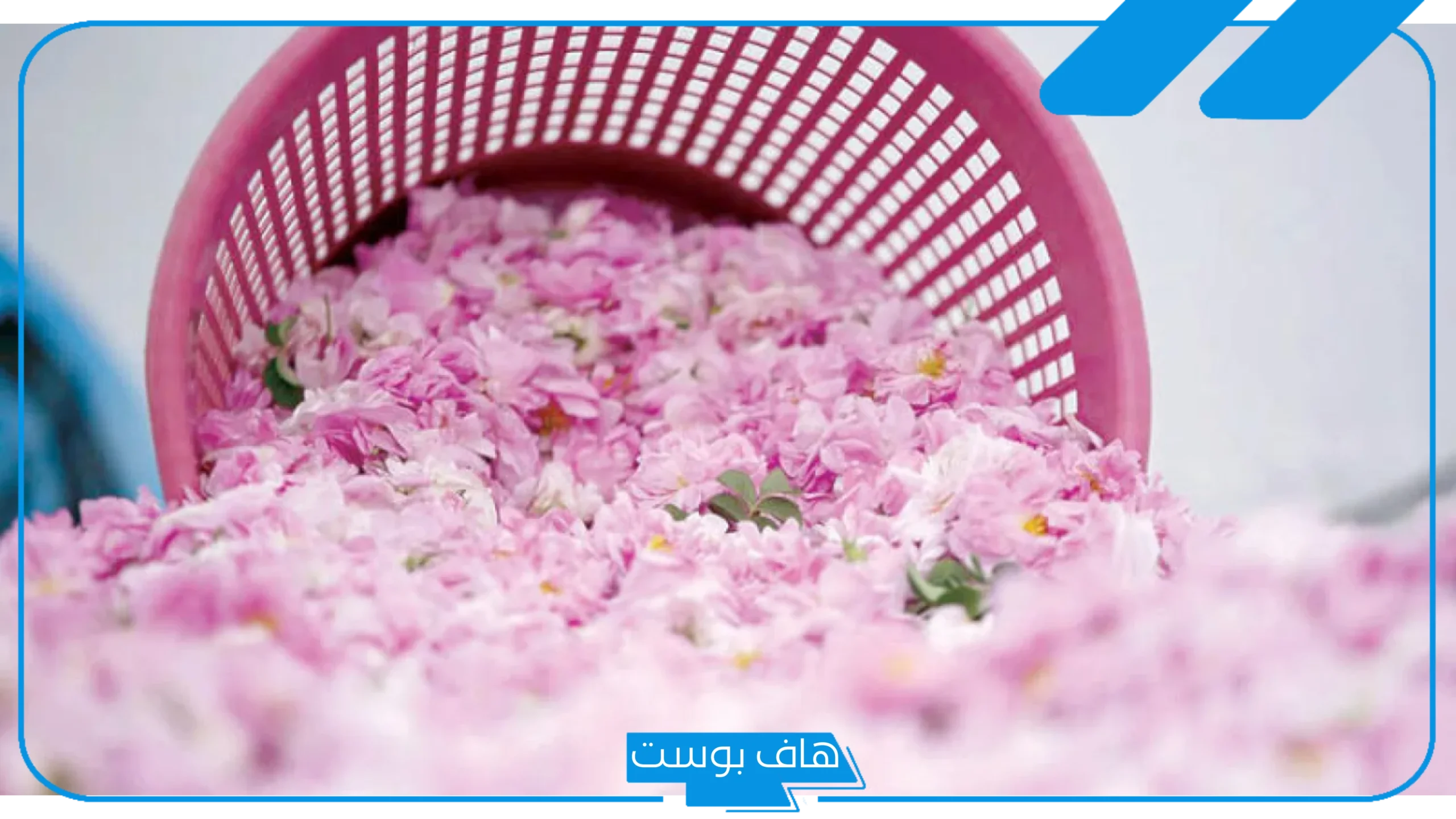 تفسير حلم رؤية الورد الاصفر في المنام للمطلقة والمتزوجة والعزباء