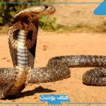 تفسير حلم رؤية افعى كبيرة في المنام والخوف منها لابن سيرين