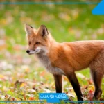 تفسير حلم رؤية الثعلب في المنام للمتزوجة والعزباء والرجل الأعزب