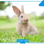 تفسير حلم الارانب في المنام كثيرة للمتزوجة والعزباء للعالم ابن سيرين