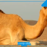 تفسير حلم الجمل في المنام للعزباء يلاحقها عند العالم ابن سيرين