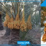 تفسير رؤية النخل في المنام لابن سيرين للمرأة المتزوجة والعزباء