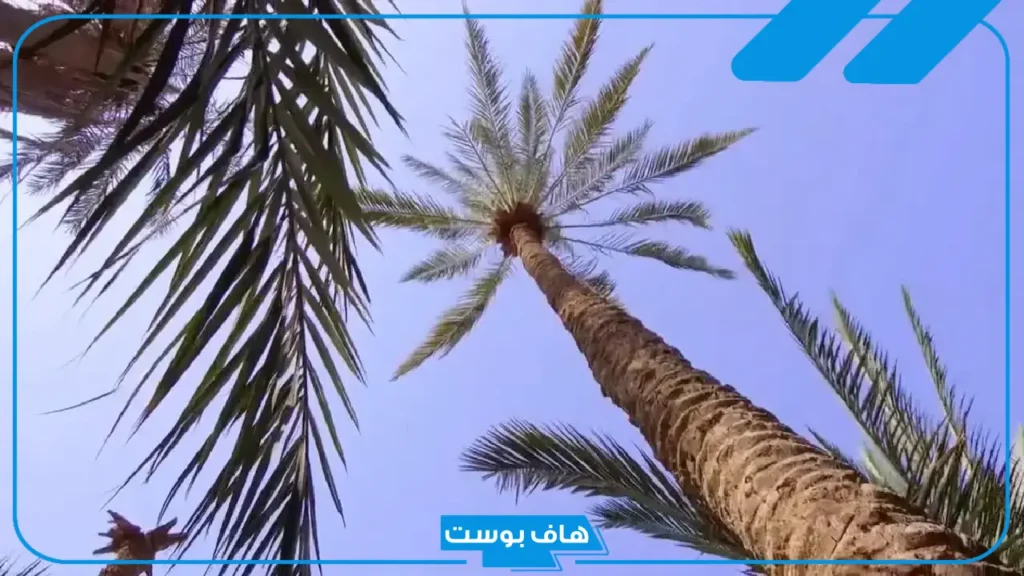 تفسير رؤية النخل في المنام لابن سيرين للمرأة المتزوجة والعزباء تفسير رؤية النخل في المنام لابن سيرين للمرأة المتزوجة والعزباء