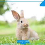 تفسير الارنب في المنام للرجل والمرأة العزباء لكبار العلماء والمفسرين